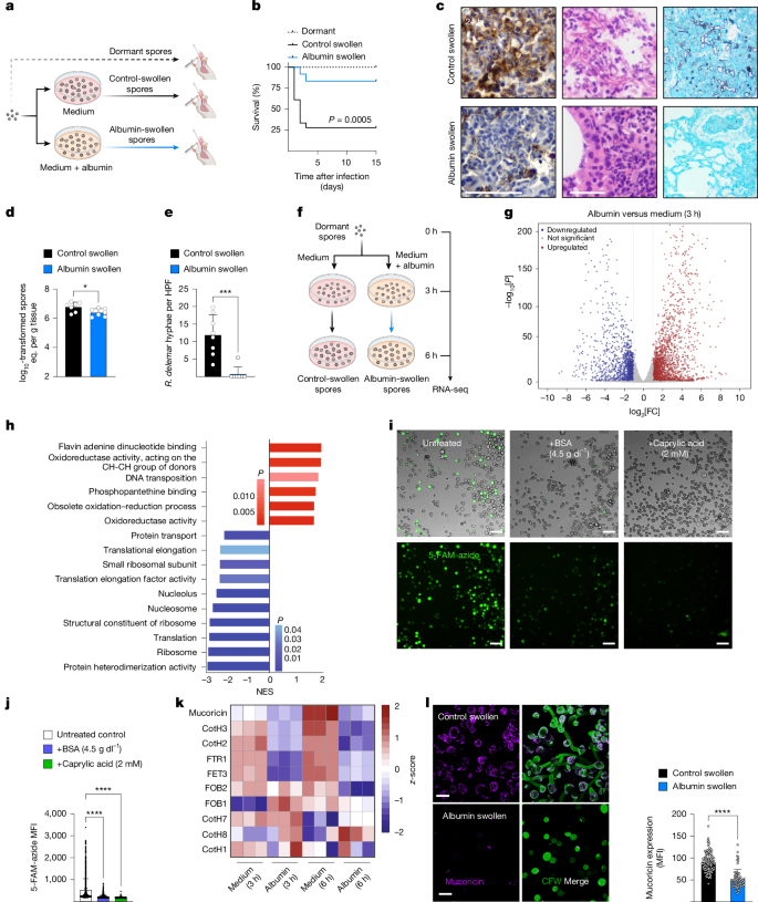 Fig. 4: Albumin-bound FFAs target Mucorales pathogenicity by inhibiting protein synthesis.