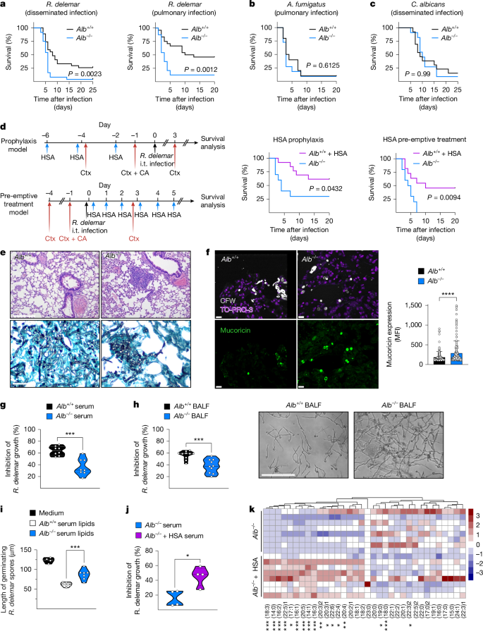 Fig. 5: Selective susceptibility of albumin-KO mice to mucormycosis.