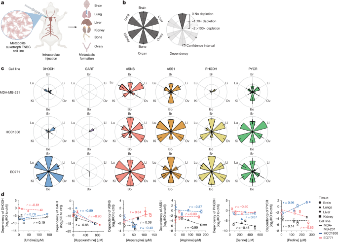 Fig. 2: Intracardiac implantation to determine where metabolite auxotrophs can grow as metastases.