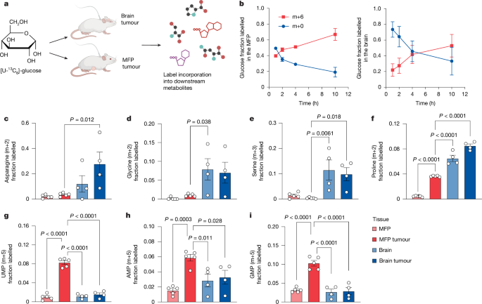 Fig. 4: Assessment of metabolite fate in primary and brain metastatic breast cancers.