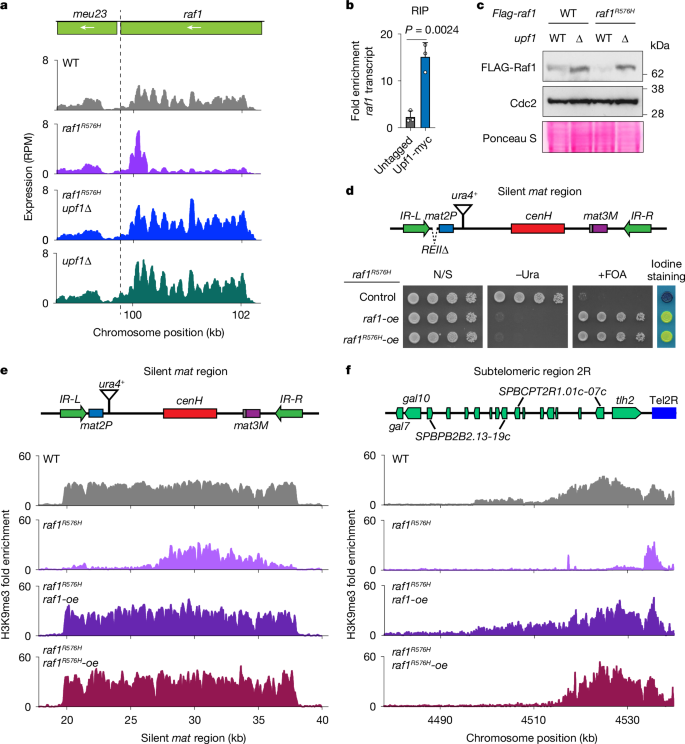 Fig. 2: The NMD machinery regulates the expression of the ClrC subunit Raf1DDB2.