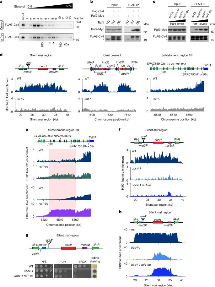 Fig. 3: Raf1DDB2 connects Clr4SUV39H to ClrC and mediates H3K14ub to promote heterochromatin spreading.