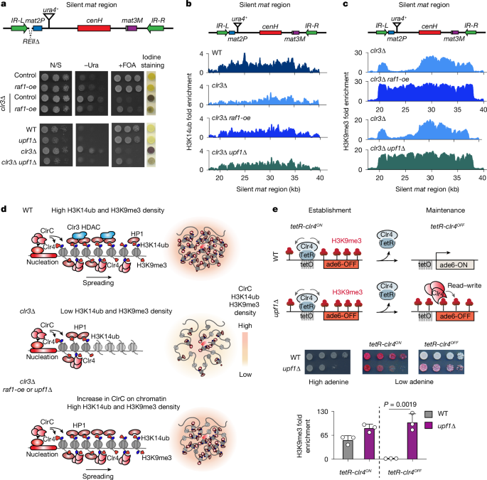 Fig. 4: Raf1DDB2 DCAF-directed H3K14ub reveals a new pathway for heterochromatin propagation.