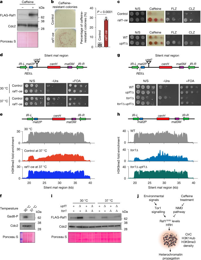 Fig. 5: Raf1DDB2 levels are naturally regulated during heterochromatin adaptation.