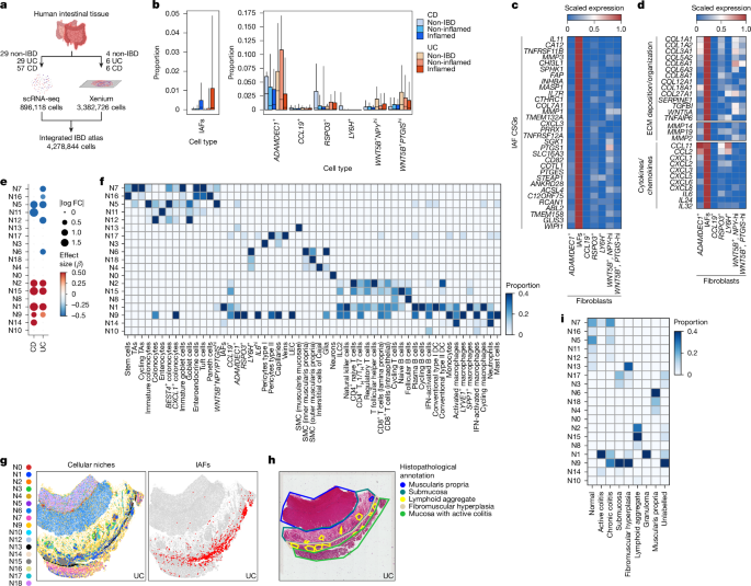 Fig. 1: An integrated single-cell and spatial atlas reveals inducible IAFs in pathological cellular niches.