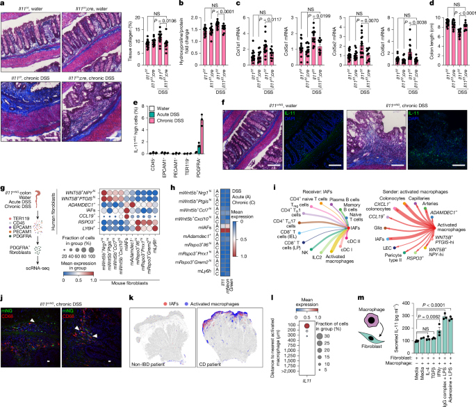 Fig. 2: An IL-11 cell circuit governs fibrosis.