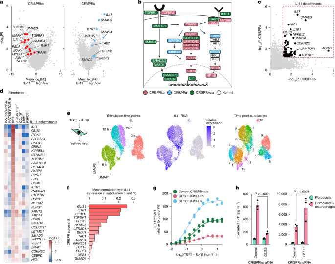 Fig. 3: Genome-wide CRISPR screens identify novel IAF determinants.