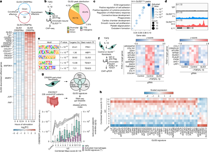 Fig. 4: GLIS3 controls the IAF gene program.