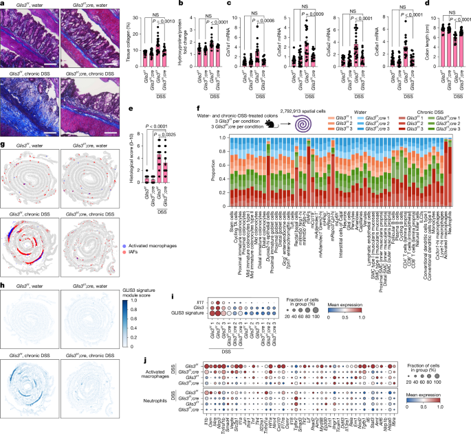 Fig. 5: GLIS3 is required for IAF induction and aberrant collagen deposition during colitis.