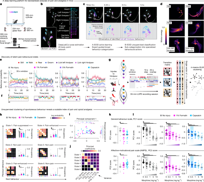 Fig. 1: Deep learning analysis of natural behaviour reveals how pain and opioids shape internal affective–motivational states.