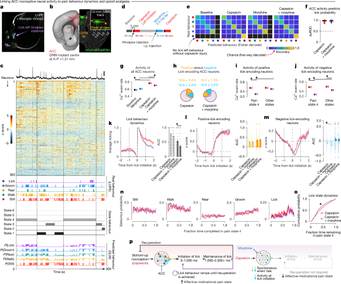 Fig. 2: Neural dynamics in ACC track acute pain and analgesia.