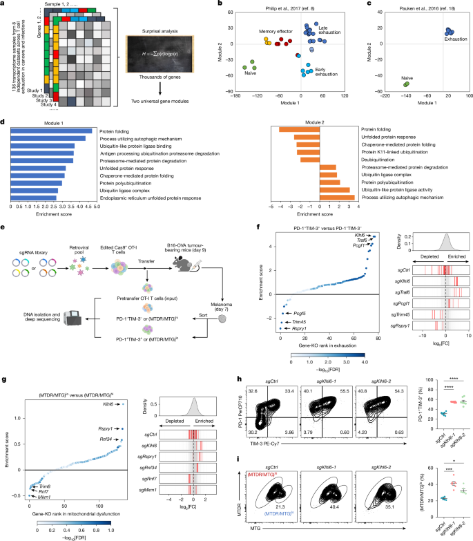 Fig. 1: An integrative computational analysis-guided CRISPR screen identifies post-translational regulators of both exhaustion and mitochondrial fitness in T cells.
