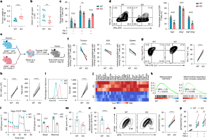 Fig. 2: KLHL6 deficiency promotes T cell exhaustion and impairs mitochondrial function.