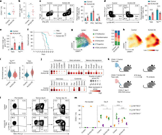 Fig. 3: KLHL6 restrains the transition of Tpex cells to terminal differentiation and enhances anti-tumour immunity.