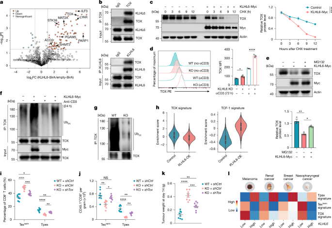 Fig. 4: TOX acts as a downstream target of KLHL6 and promotes terminal differentiation of Tex cells.