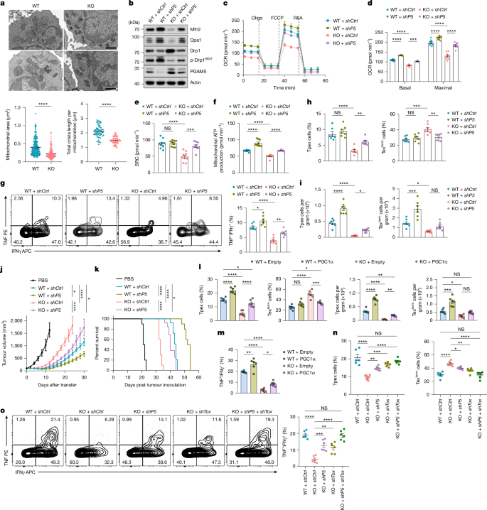 Fig. 5: PGAM5 serves as another downstream target of KLHL6 governing T cell mitochondrial fitness to modulate the anti-tumour responses.