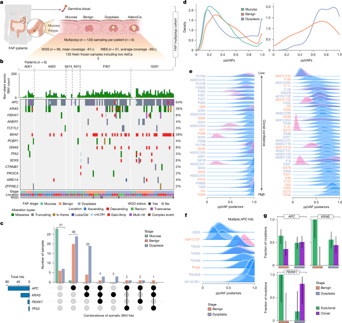 Fig. 1: Colorectal polyps in patients with FAP harbour common CRC driver mutations.