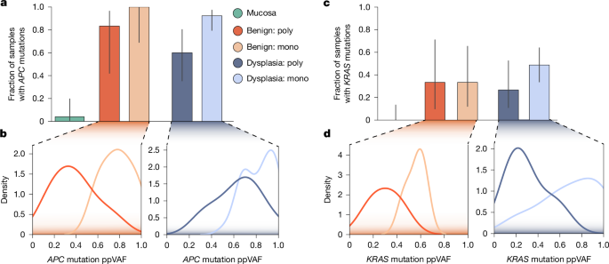 Fig. 3: Polyclonal samples had subclonal driver mutations and were not the result of the expansion of an APC and/or KRAS mutated clone.