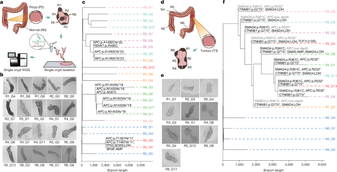Fig. 4: Single-crypt phylogenies based on WGS indicate that FAP polyps are polyclonal, whereas adenocarcinomas are monoclonal.