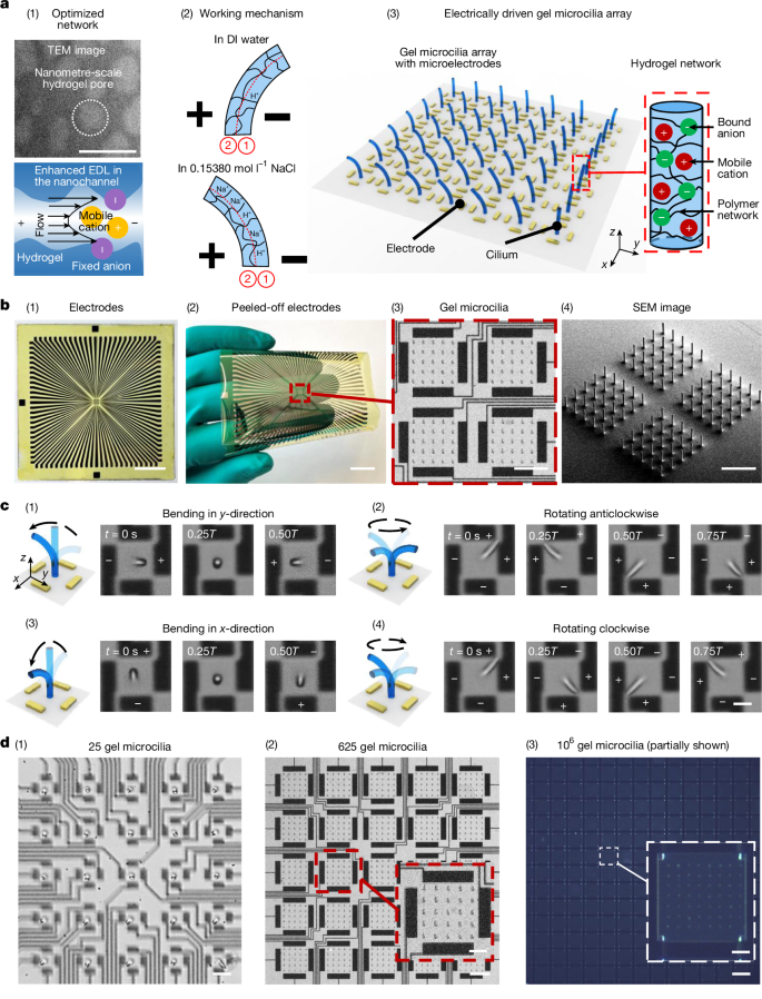 Fig. 1: Electrically driven hydrogel microactuator fabrication, mechanism and devices.