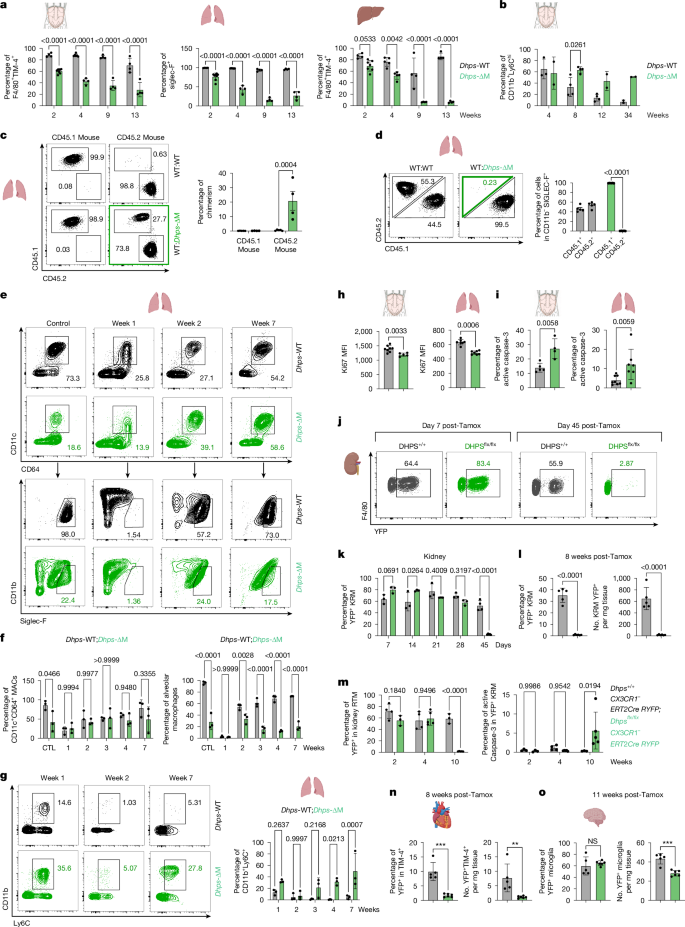 Fig. 2: DHPS is essential for monocyte-to-RTM maturation and macrophage survival.