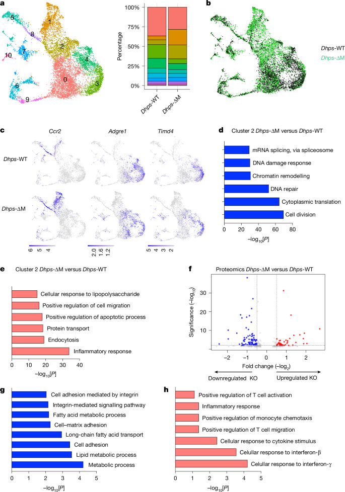 Fig. 3: Single-cell transcriptional analysis indicates a block in monocyte-to-RTM maturation in the absence of DHPS.