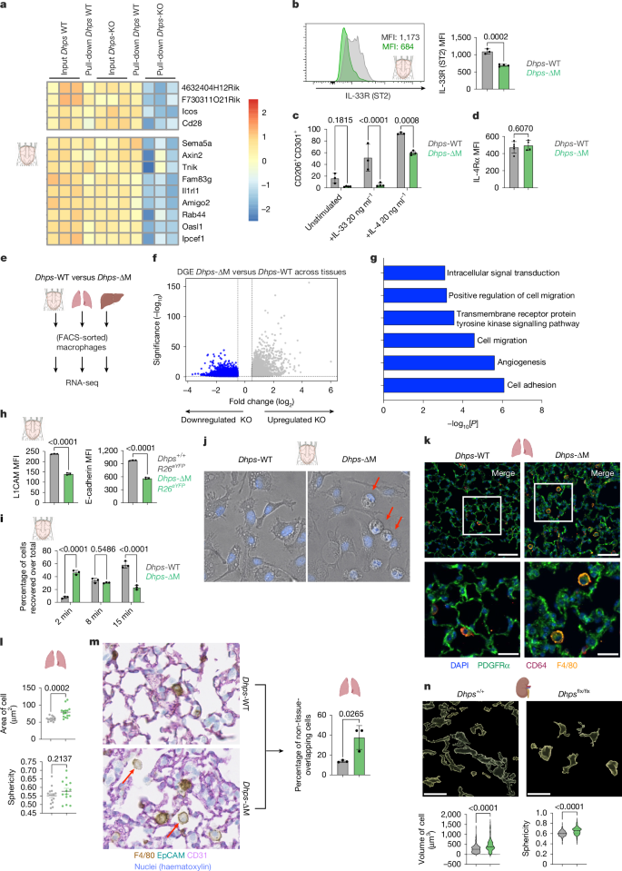 Fig. 4: Cell adhesion and signalling pathways critical for macrophage tissue-residency are DHPS-dependent.