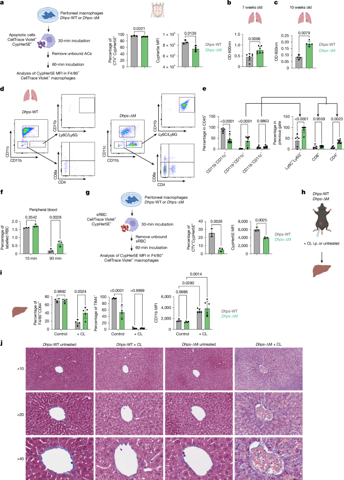 Fig. 5: DHPS-deficient macrophages are defective in critical homeostatic functions of RTMs.
