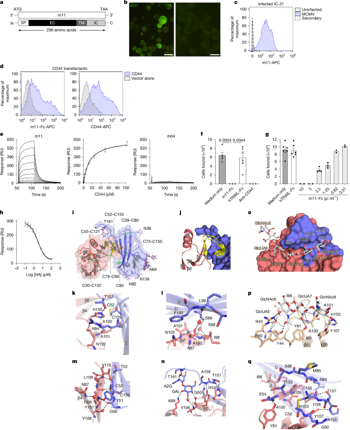 Fig. 1: The m11 protein is expressed on the surface of MCMV-infected cells and binds CD44.