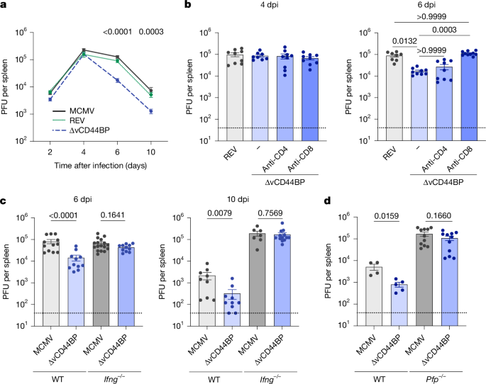 Fig. 2: vCD44BP attenuates viral clearance by interfering with CD8 T cell functions.