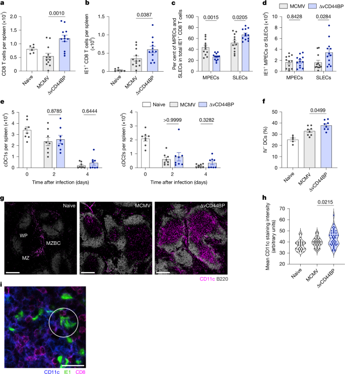 Fig. 3: vCD44BP impairs antiviral CD8 T cell responses by interfering with dendritic cell migration.