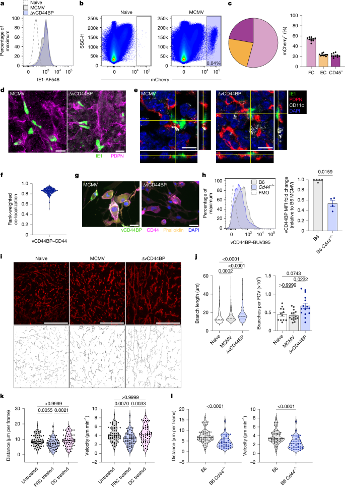 Fig. 4: vCD44BP interacts with CD44 in FRCs, remodels the FRC network and alters dendritic cell migration.
