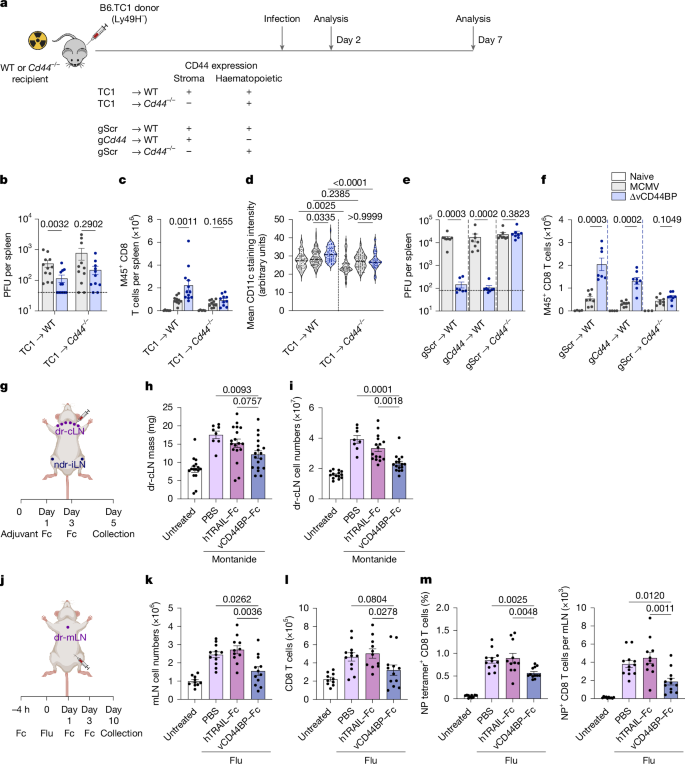 Fig. 5: vCD44BP–CD44 interactions in stromal cells regulate the generation of antigen-specific CD8 T cell responses.