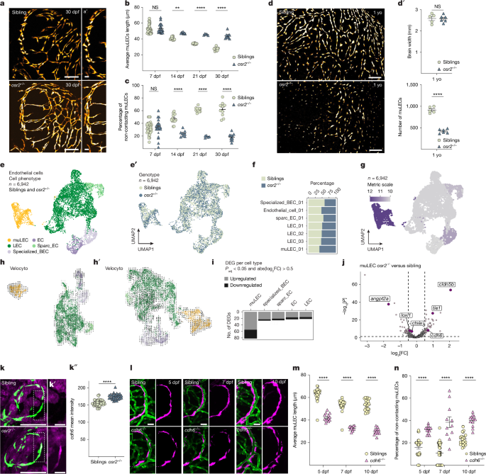 Fig. 2: osr2 regulates differentiation and maintenance of muLECs.
