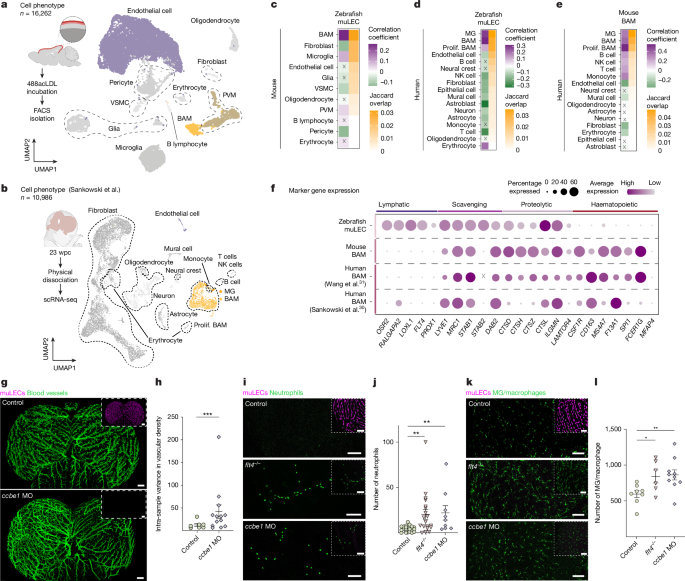 Fig. 3: muLECs are absent from mammals but similar to BAMs.