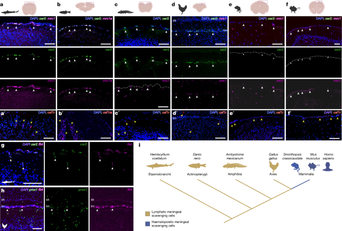 Fig. 4: Osr2-expressing muLECs are an ancient lineage in non-mammalian vertebrates.