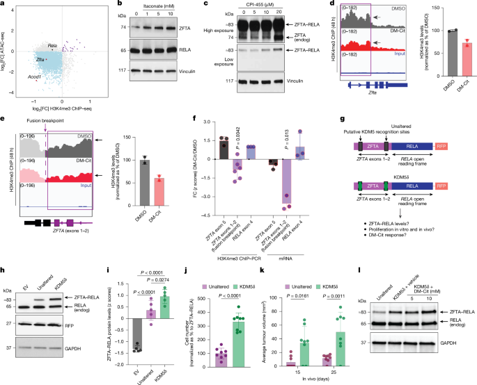 Fig. 3: DM-Cit reduces genomic H3K4me3 at the ZFTA regulatory region of ZFTA–RELA.