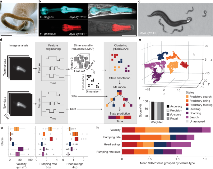 Fig. 1: Machine learning model predicts behavioural states from high-throughput tracking data of a predatory nematode.