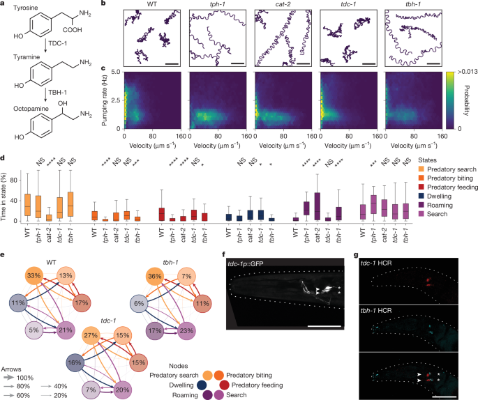 Fig. 3: Noradrenergic systems modulate predatory aggression.