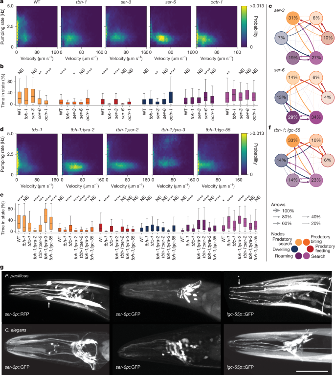 Fig. 4: Octopamine and tyramine receptors in sensory neurons gate aggressive state entry and exit.