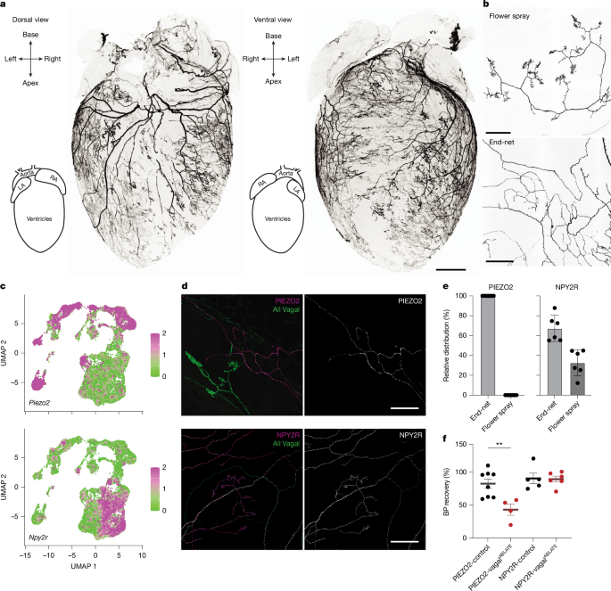 Fig. 2: Anatomy of vagal sensory neurons in the heart.