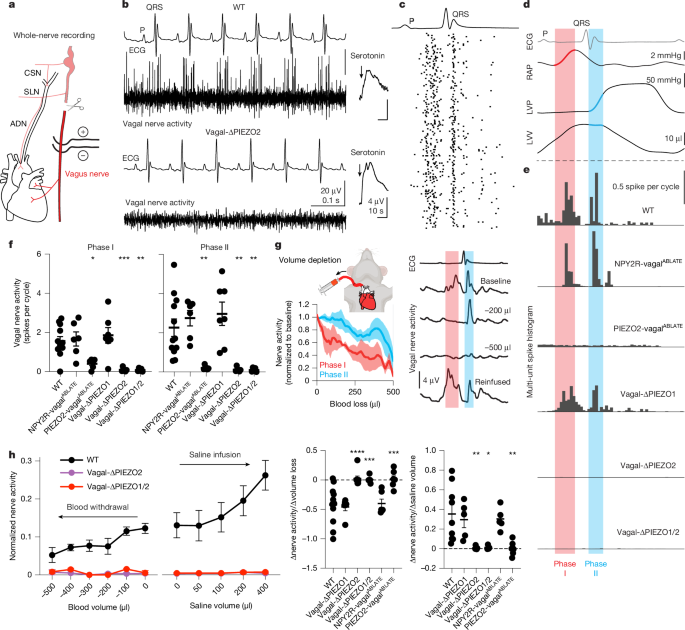 Fig. 3: Vagal mechanosensors fire during atrial and ventricular systole and report on blood volume.