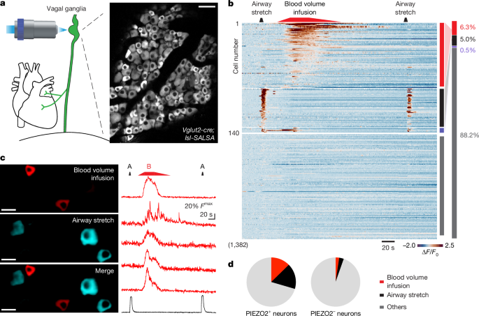 Fig. 4: Different PIEZO2 neurons detect changes in blood and airway volume.