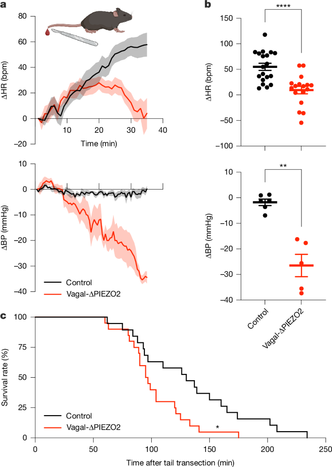 Fig. 5: Physiological compensation for blood loss requires PIEZO2.