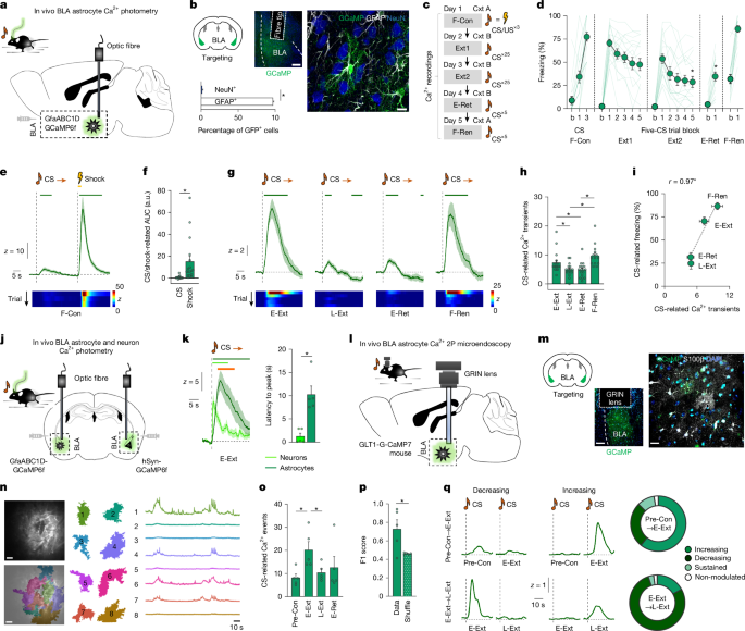 Fig. 1: Astrocytes track memory retrieval and extinction.