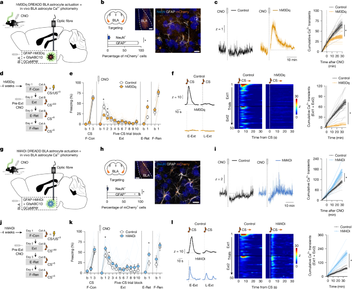 Fig. 2: Astrocytes bidirectionally modulate memory retrieval.