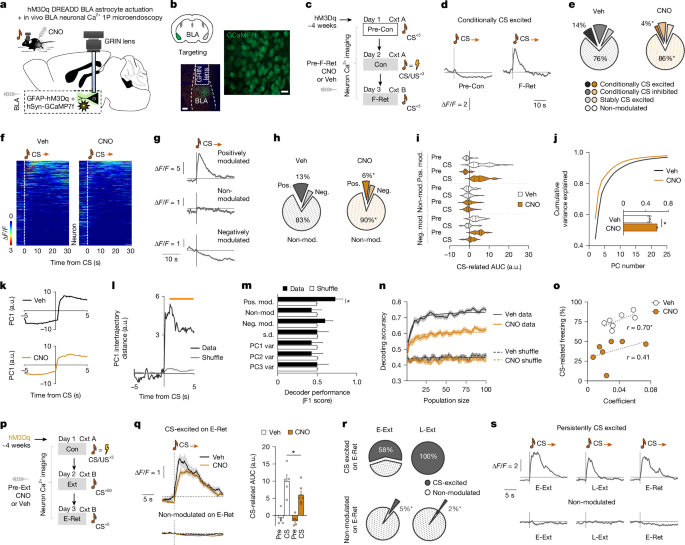 Fig. 3: Astrocytes enable neuronal fear memory representation.