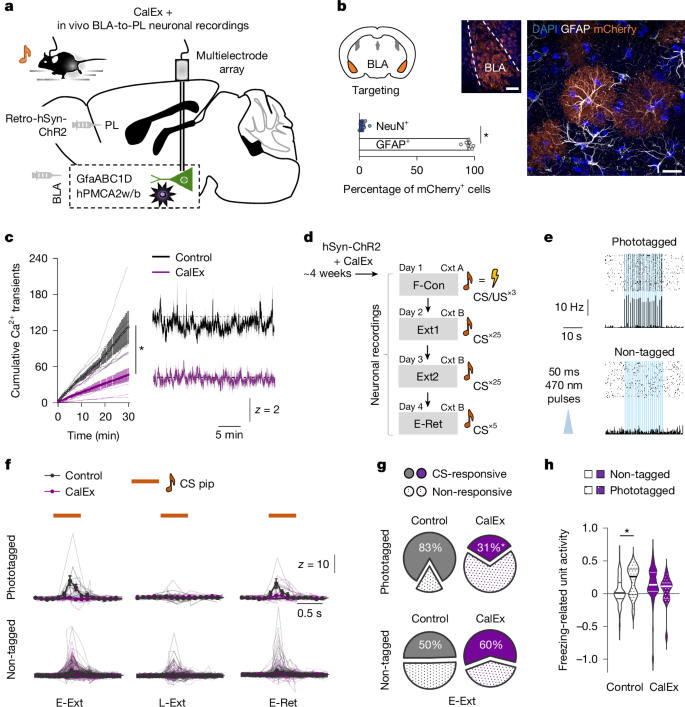 Fig. 4: Astrocytes gate memory performance and readout to cortex.