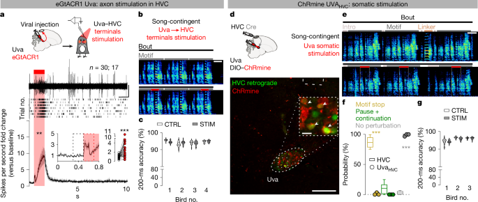 Fig. 2: Uva does not instruct transitions between syllables in the song motif.