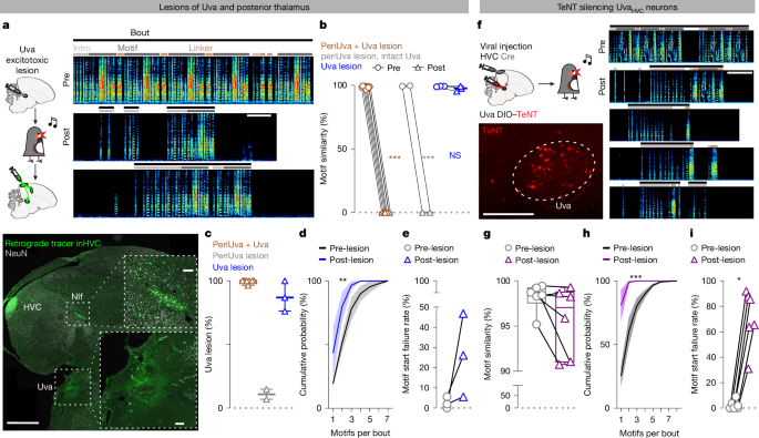 Fig. 3: Uva is permissive for motif initiation.